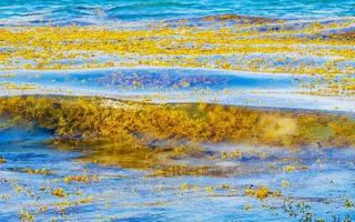 eau de plage très dégoûtante avec algues rouges sargazo caraïbes mexique. photo