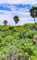 plage des caraïbes sapins palmiers dans la jungle forêt nature mexique. photo