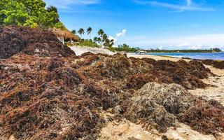 belle plage des caraïbes totalement sale sale méchant problème d'algues mexique. photo