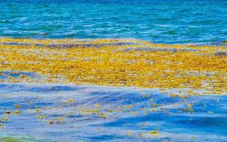 eau de plage très dégoûtante avec algues rouges sargazo caraïbes mexique. photo