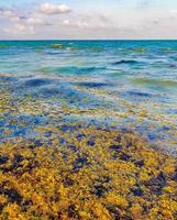 belle plage des caraïbes totalement sale sale méchant problème d'algues mexique. photo