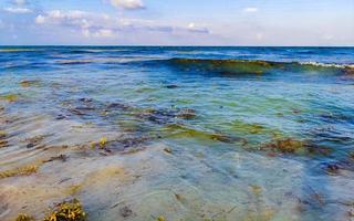 belle plage des caraïbes totalement sale sale méchant problème d'algues mexique. photo