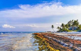 belle plage des caraïbes totalement sale sale méchant problème d'algues mexique. photo