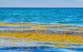 eau de plage très dégoûtante avec algues rouges sargazo caraïbes mexique. photo