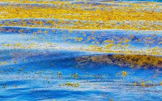 eau de plage très dégoûtante avec algues rouges sargazo caraïbes mexique. photo