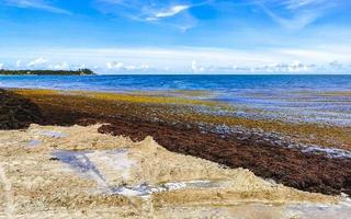 belle plage des caraïbes totalement sale sale méchant problème d'algues mexique. photo