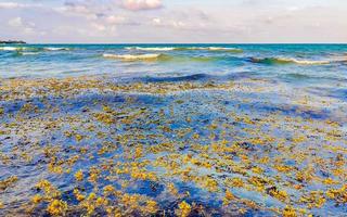 belle plage des caraïbes totalement sale sale méchant problème d'algues mexique. photo