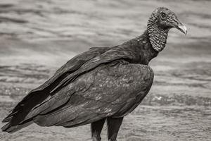 vautour noir tropical sur la plage de botafogo rio de janeiro brésil. photo