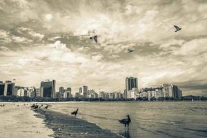 vautours noirs tropicaux et pigeons plage de botafogo rio de janeiro. photo