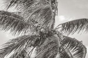 palmiers tropicaux avec ciel bleu rio de janeiro brésil. photo