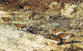 bécassine bécassine bécasseaux oiseau oiseaux mangeant sargazo sur la plage mexique. photo