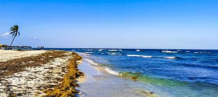 eau de plage des caraïbes tropicales algues sargazo playa del carmen mexique. photo