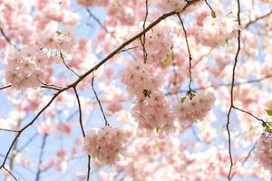arbre de sakura rose en fleurs contre le ciel bleu. fond de printemps photo