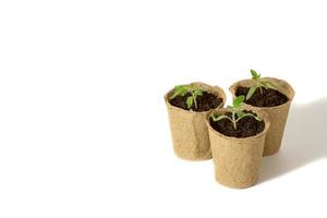 jeunes pousses de semis de tomates dans les pots de tourbe isolés sur fond blanc. notion de jardinage photo