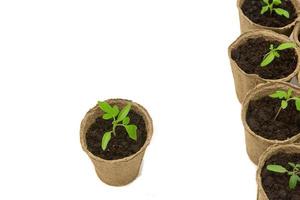 jeunes pousses de semis de tomates dans les pots de tourbe isolés sur fond blanc. notion de jardinage photo