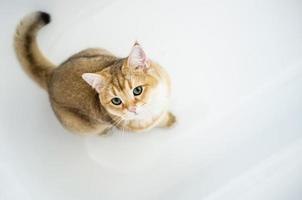 chat mignon est assis dans une baignoire blanche et regarde avec intérêt avec ses yeux verts. espace de copie. vue de dessus. photo