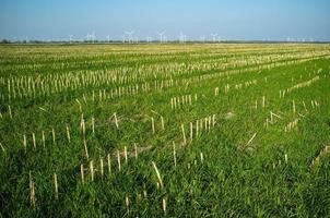 champ avec de l'herbe verte fraîche et les restes de vieilles plantes sèches, sur fond de ciel bleu et d'éoliennes. photo