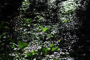 champ de feuilles dans le parc sofiyivsky, uman photo