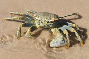 crabe sur l'île de bazaturo photo