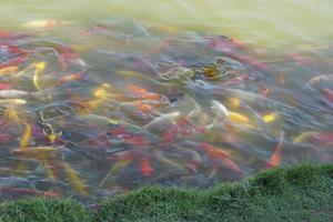 poissons koi colorés dans l'étang du parc photo