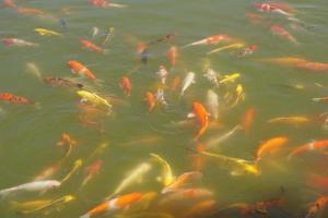 poissons koi colorés dans l'étang du parc photo