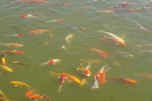 poissons koi colorés dans l'étang du parc photo