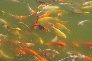 poissons koi colorés dans l'étang du parc photo