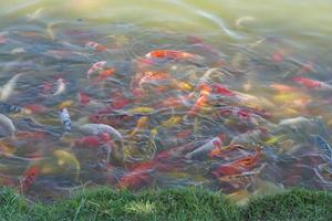 poissons koi colorés dans l'étang du parc photo