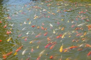 poissons koi colorés dans l'étang du parc photo