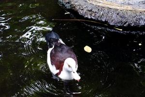 radjah tadorne qui nage dans la piscine le matin. photo