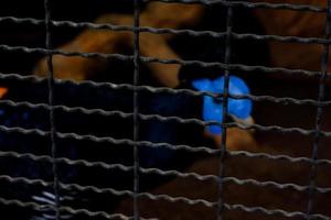le foyer sélectif du sempidan brun qui a la particularité d'avoir un visage bleu est dans sa cage. photo