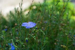 fleur de lin bleu. photo