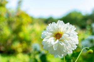 dahlia blanc sur fond vert. photo