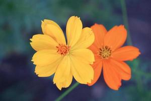 jolie petite fleur cosmo en fleurs dans le jardin photo