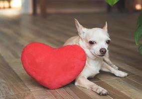 chien chihuahua brun couché avec un oreiller en forme de coeur rouge. notion de saint valentin. photo