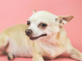 chien chihuahua aux cheveux courts brun regardant de côté la caméra. fond rose. photo