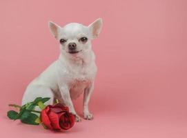 chien chihuahua à poil court blanc regardant la caméra, assis près d'une rose rouge sur fond rose. animaux de compagnie drôles et concept de la saint-valentin photo