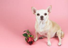 chien chihuahua brun regardant la caméra, assis près d'une rose rouge sur fond rose. animaux de compagnie drôles et concept de la saint-valentin photo