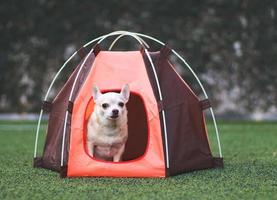 chien chihuahua brun à cheveux courts assis dans une tente de camping orange sur l'herbe verte, en plein air, regardant la caméra. concept de voyage pour animaux de compagnie. photo