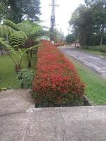 paysage à une vue avec de jolies plantes rouges photo
