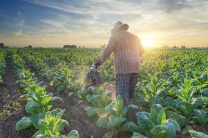 ouvrier agricole de tabac, homme labourant le champ de tabac avec un timon pour préparer le sol pour le semis, timon photo