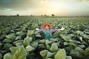 agriculture, jeune homme asiatique debout dans un champ de tabac vérifiant les cultures au coucher du soleil. une perspective asiatique sur la culture du tabac photo