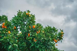 oranger contre un ciel d'orage, récolte d'agrumes, idée de fond ou d'économiseur d'écran, ferme avec mandariniers de jardin photo