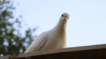 pigeon colombe blanche perché sur le toit. photo