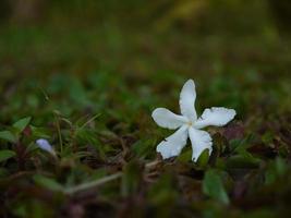 jolie petite fleur blanche photo