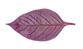 motif de feuilles violettes, arbre à feuilles isolé sur fond blanc photo