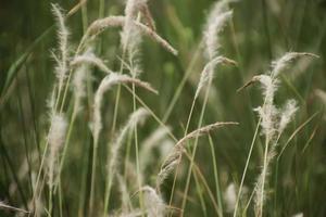 cclose up fleuron , poaceae , fond de fleurs d'herbe photo