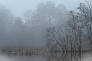 dans le brouillard, les arbres se reflètent sur le lac et les herbes bordent le bord de l'eau. photo