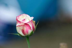 beauté soft rouge et blanc apple jack rose multi pétales forme abstraite avec des feuilles vertes dans le jardin botanique. symbole de l'amour à la saint valentin. flore aromatique douce et parfumée. photo