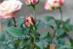 groupe de beauté de forme abstraite multi-pétales de rose pomme rouge et blanche douce avec des feuilles vertes dans le jardin botanique. symbole de l'amour à la saint valentin. flore aromatique douce et parfumée. photo